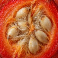 Rosehip, halved
